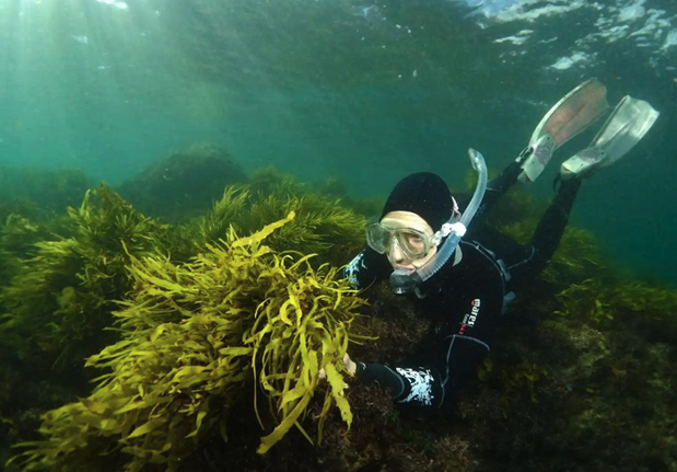 Kelp Forest